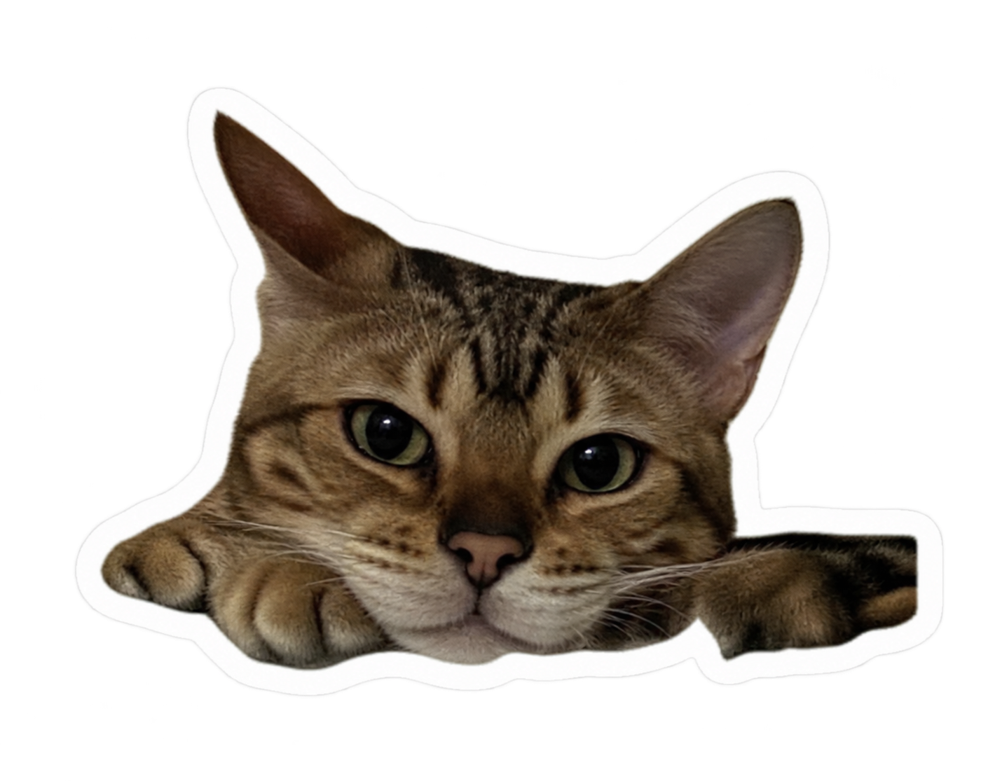 Splotches, Amanda’s tabby cat